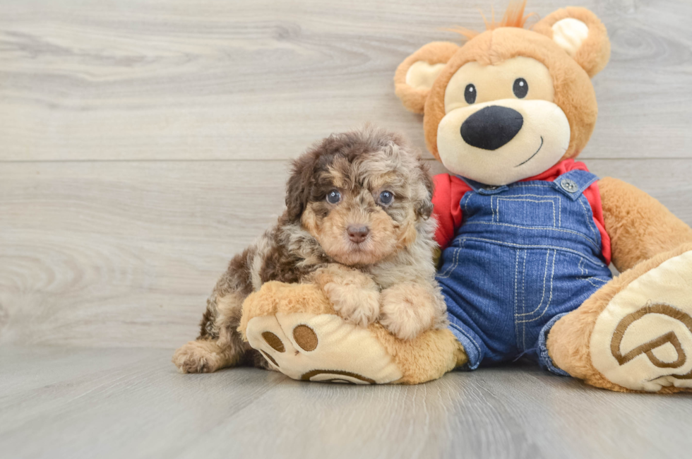 5 week old Poodle Puppy For Sale - Florida Fur Babies