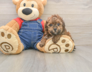 7 week old Poodle Puppy For Sale - Florida Fur Babies