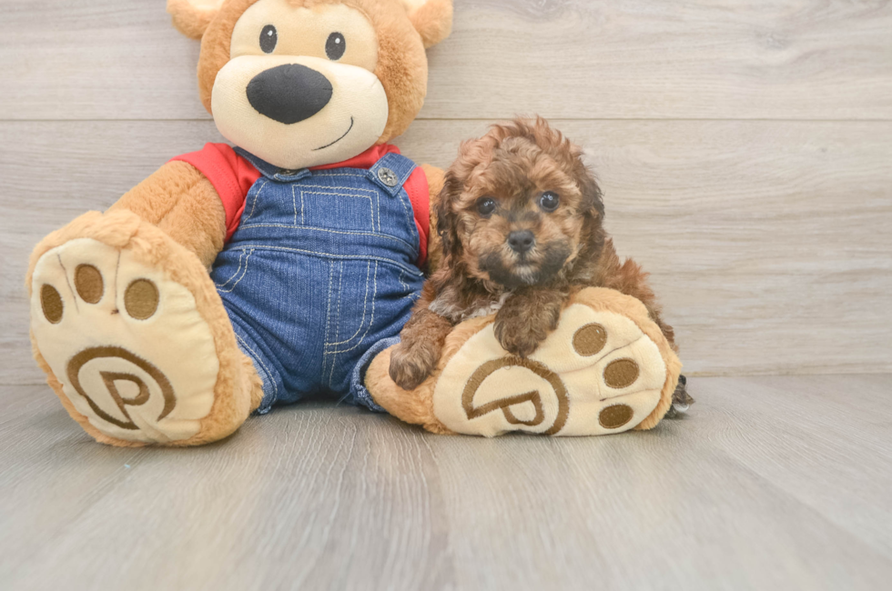 5 week old Poodle Puppy For Sale - Florida Fur Babies