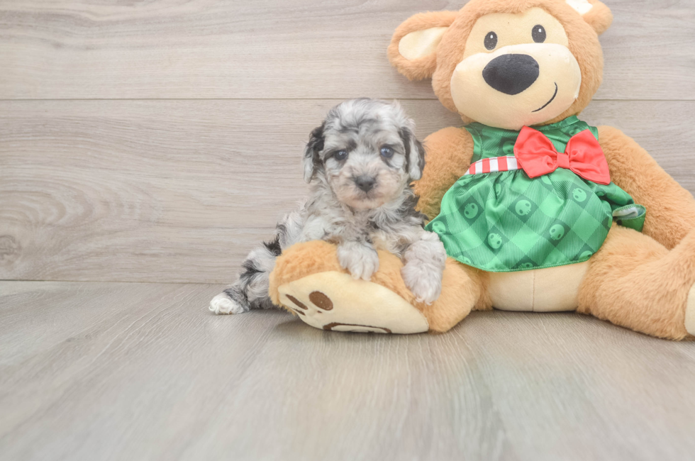 5 week old Poodle Puppy For Sale - Florida Fur Babies