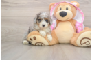 Petite Toy Poodle Purebred Puppy
