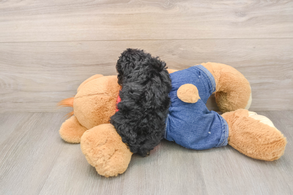 Best Poodle Baby