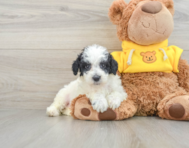 13 week old Poodle Puppy For Sale - Florida Fur Babies