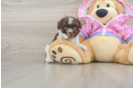Poodle Pup Being Cute