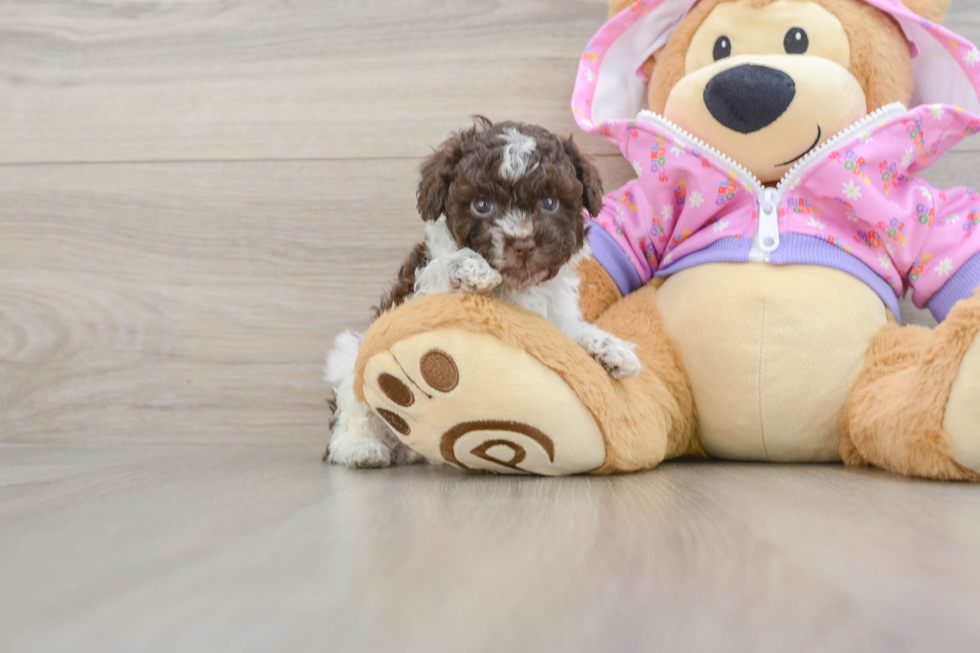 Poodle Pup Being Cute