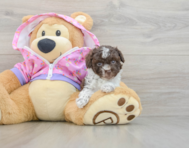 6 week old Poodle Puppy For Sale - Florida Fur Babies