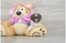 Poodle Puppy for Adoption