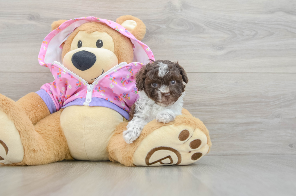 5 week old Poodle Puppy For Sale - Florida Fur Babies