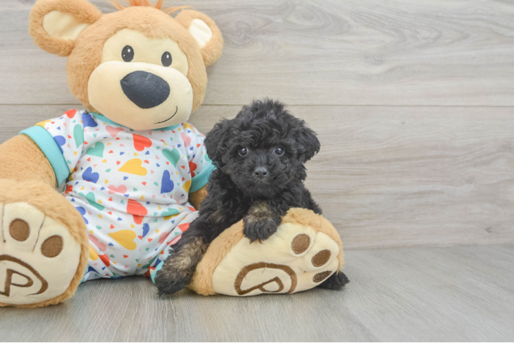 Best Poodle Baby