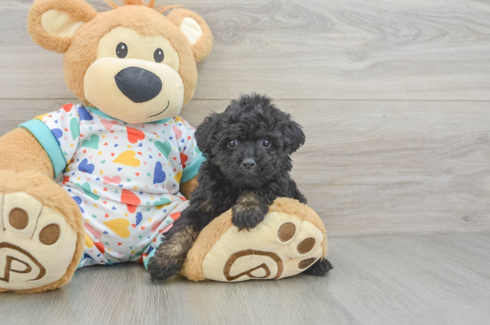 6 week old Poodle Puppy For Sale - Florida Fur Babies