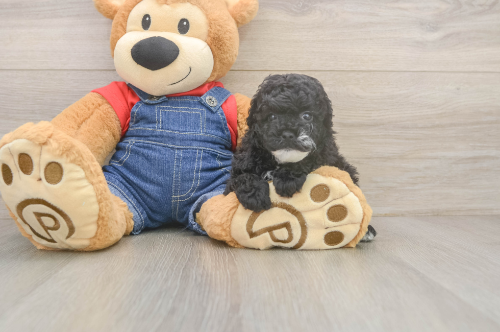 5 week old Poodle Puppy For Sale - Florida Fur Babies