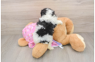 Sweet Pudel Purebred Puppy