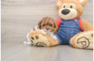 Poodle Puppy for Adoption