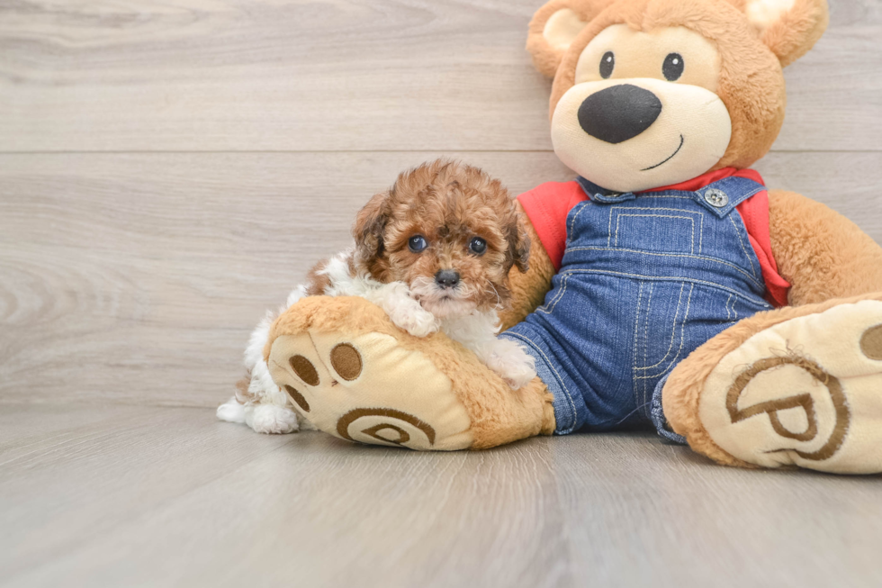Poodle Puppy for Adoption