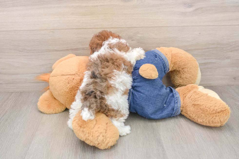 Hypoallergenic Poodle Purebred Pup