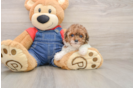 Poodle Puppy for Adoption