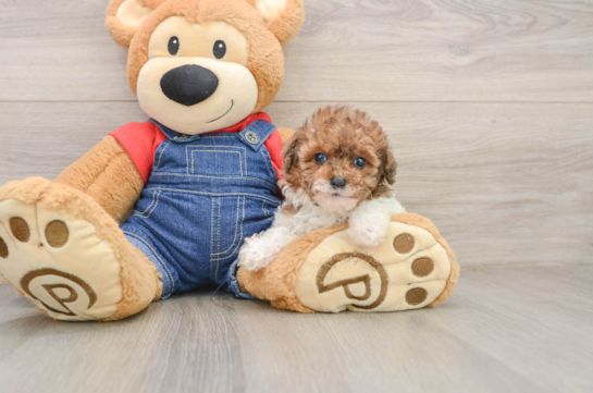 Poodle Puppy for Adoption