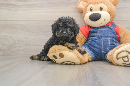 Hypoallergenic Poodle Baby
