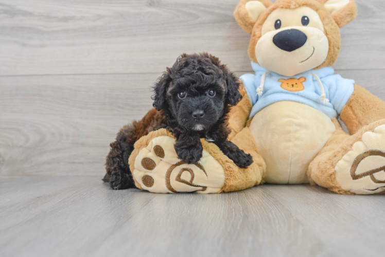 Little Poodle Baby