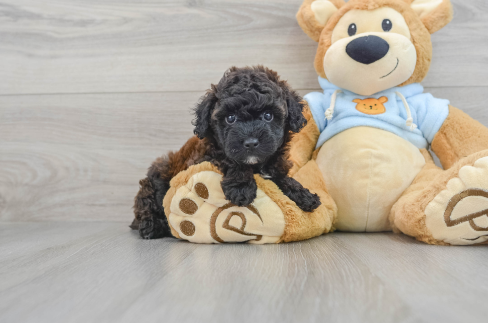 6 week old Poodle Puppy For Sale - Florida Fur Babies