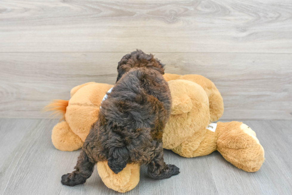 Hypoallergenic Poodle Baby