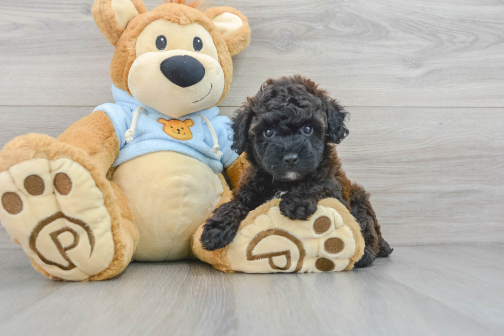 Playful Poodle Purebred Pup