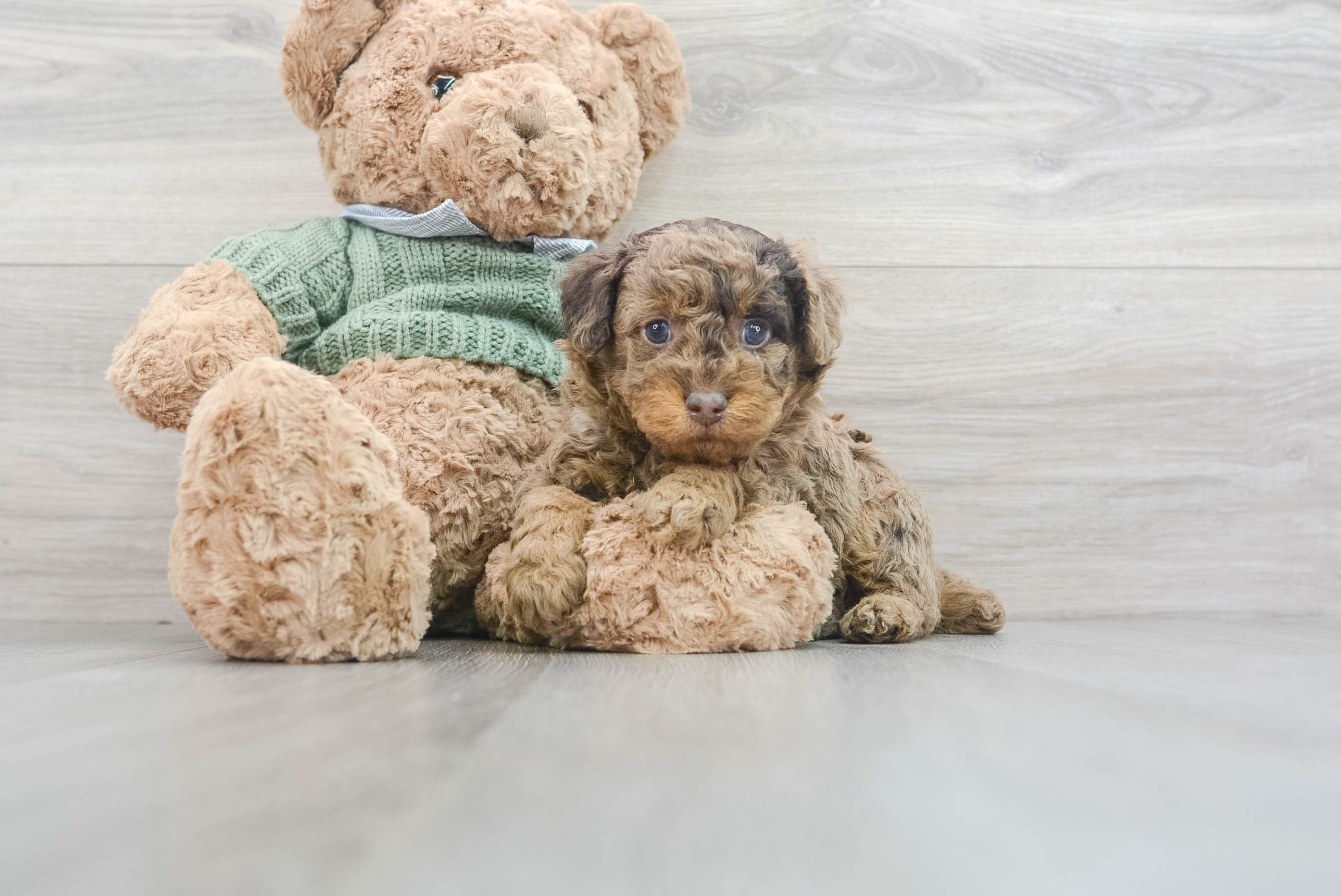 Baby poodles outlet for adoption