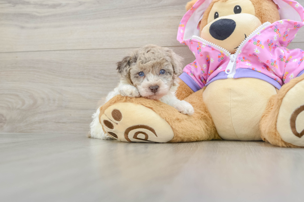 Best Poodle Baby