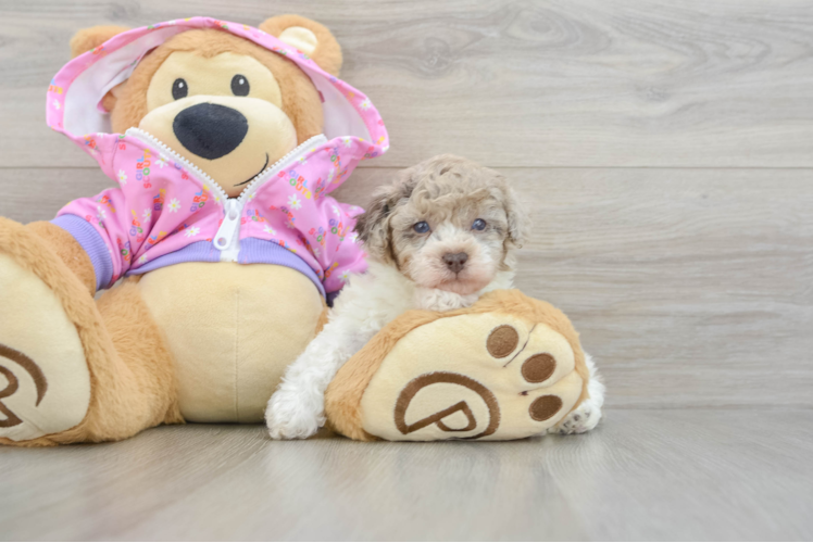 Best Poodle Baby