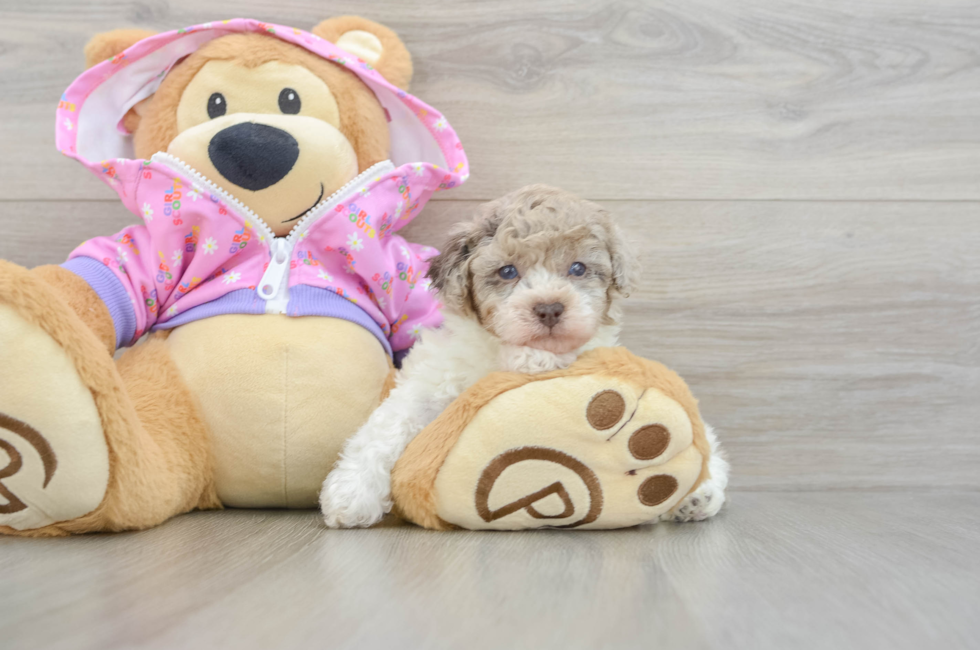 5 week old Poodle Puppy For Sale - Florida Fur Babies
