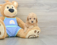 7 week old Poodle Puppy For Sale - Florida Fur Babies