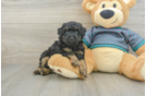 Funny Poodle Baby