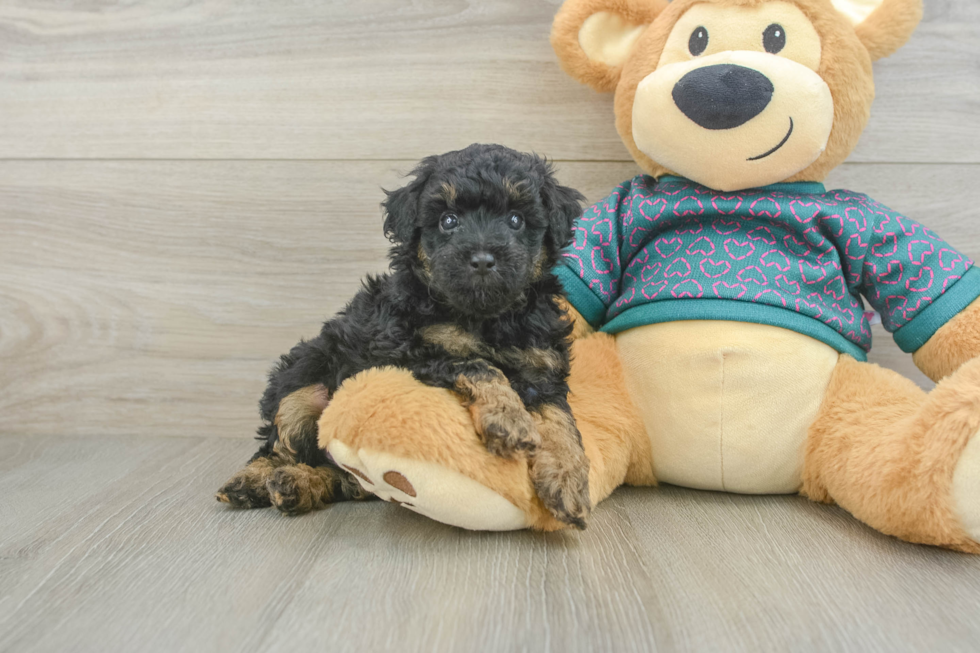 Funny Poodle Baby