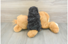 Happy Pooodle Purebred Puppy