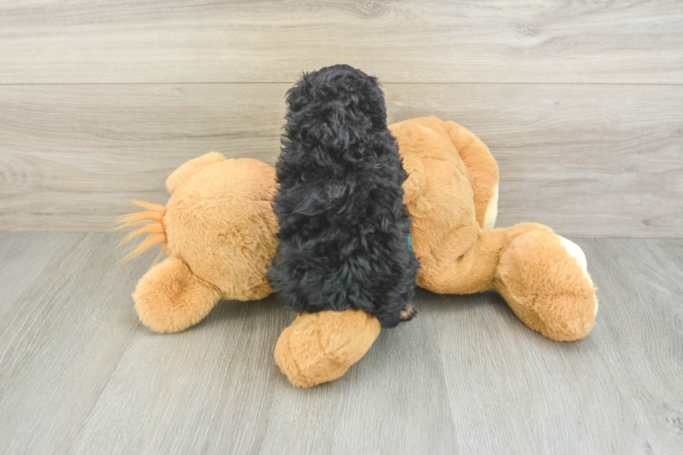 Happy Pooodle Purebred Puppy