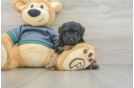 Poodle Puppy for Adoption