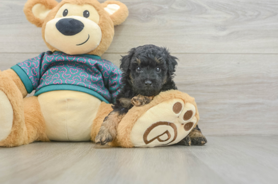 Poodle Puppy for Adoption