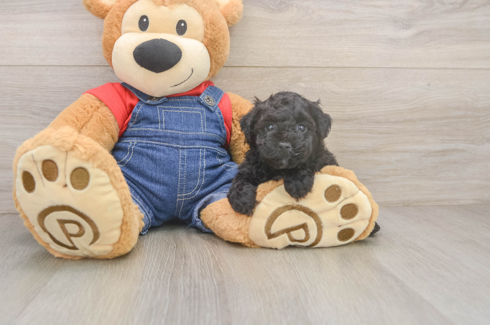 5 week old Poodle Puppy For Sale - Florida Fur Babies