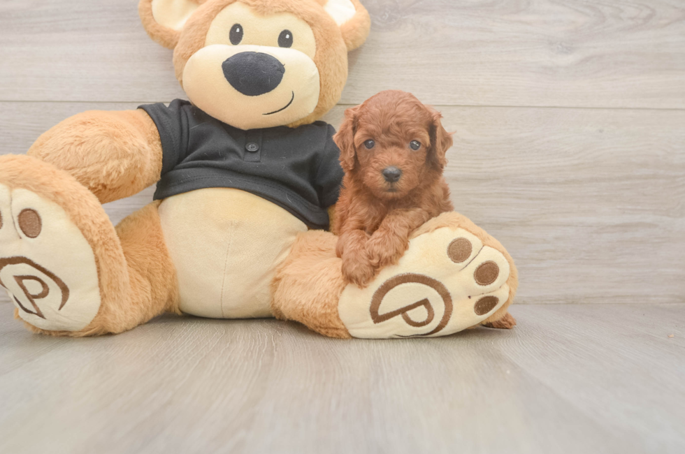 5 week old Poodle Puppy For Sale - Florida Fur Babies