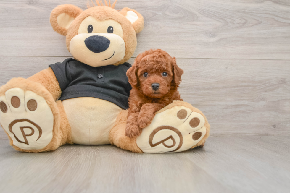 Poodle Puppy for Adoption