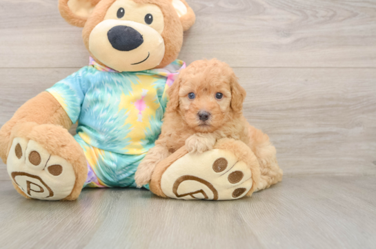Poodle Pup Being Cute