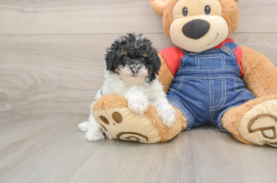 Best Poodle Baby