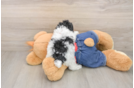Best Poodle Baby