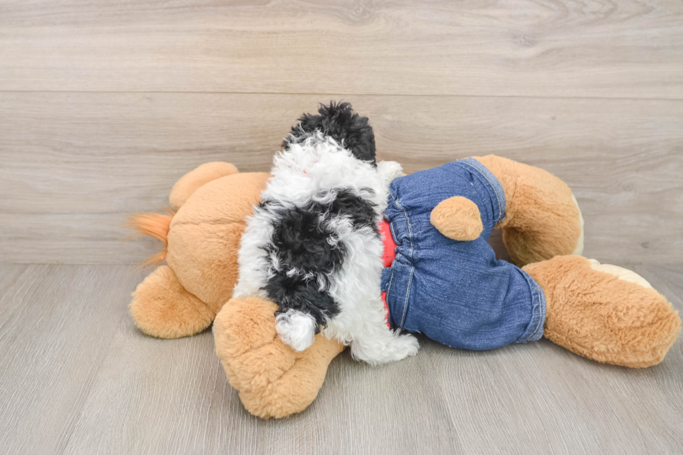 Best Poodle Baby