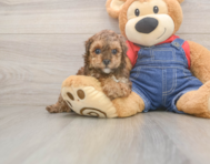 7 week old Poodle Puppy For Sale - Florida Fur Babies