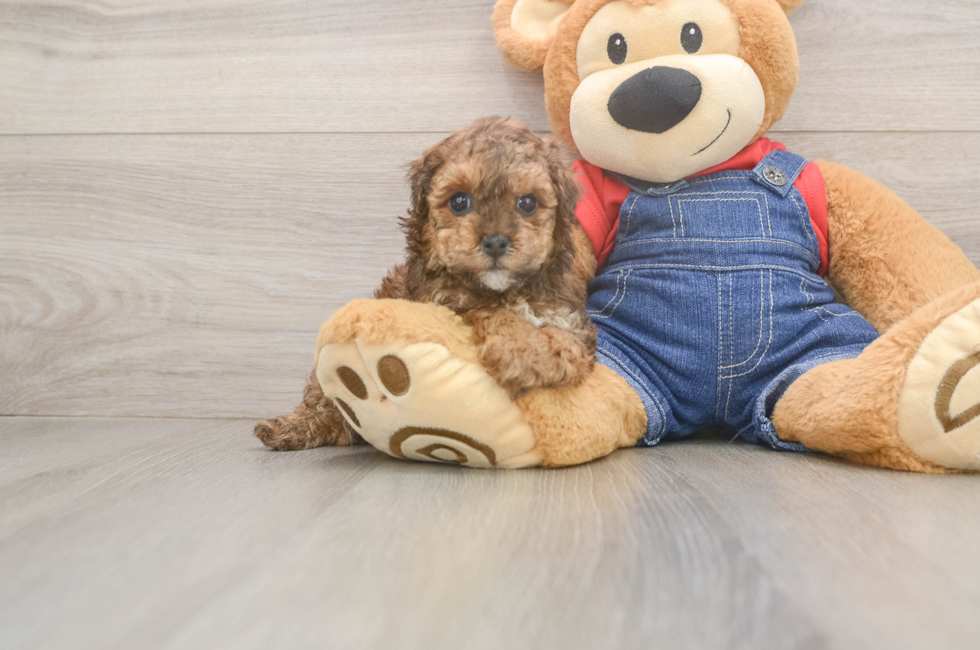 5 week old Poodle Puppy For Sale - Florida Fur Babies