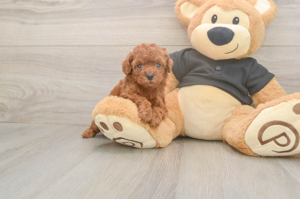 5 week old Poodle Puppy For Sale - Florida Fur Babies
