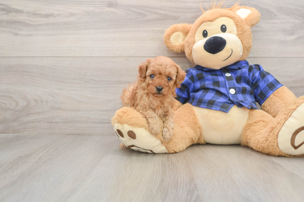 Poodle Puppy for Adoption