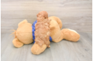 Hypoallergenic Poodle Baby