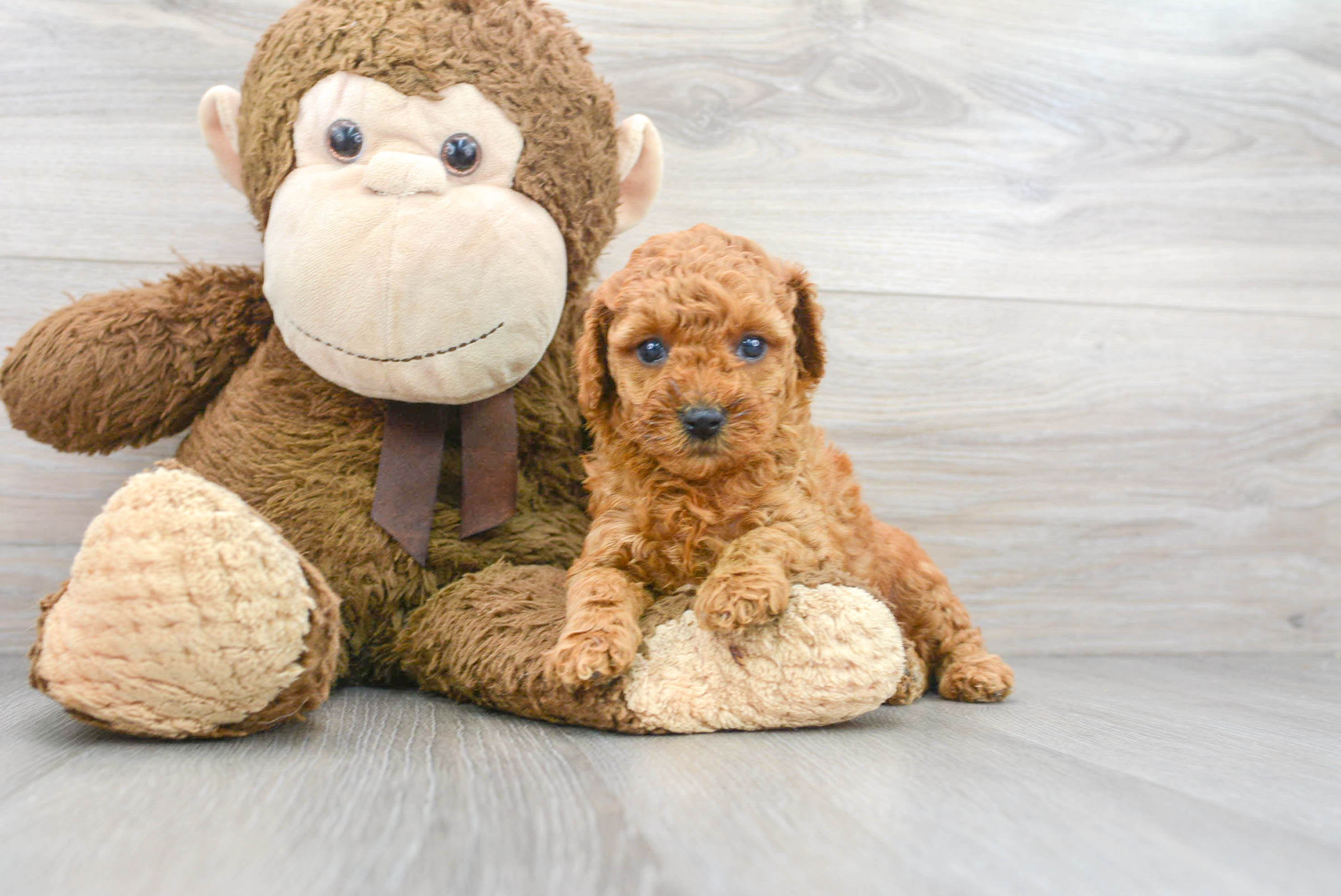 Ginger miniature poodle best sale